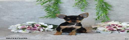 Chorkie dogs for sale: Grace - Ad 3