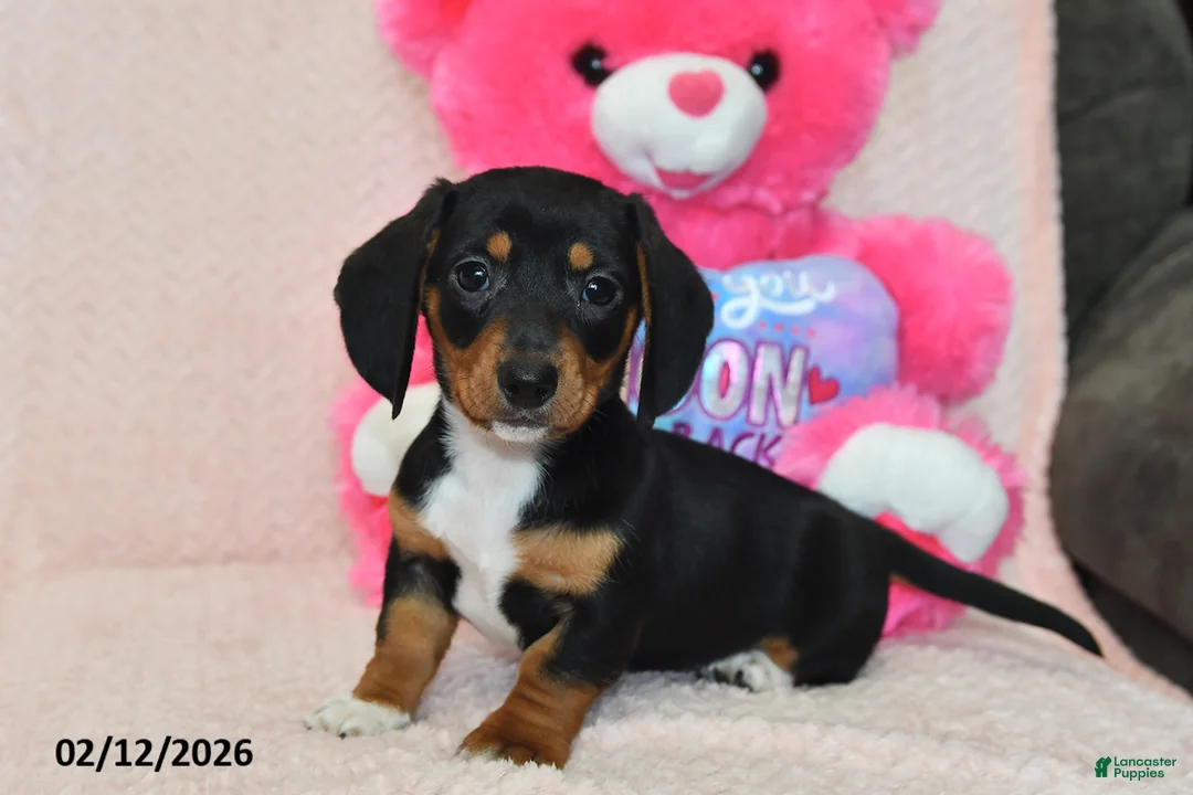 Miniature Dachshund dogs for sale: Malcolm - Ad 1