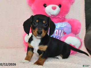 Miniature Dachshund dogs Malcolm - Ad 23