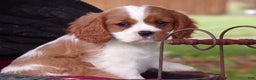 Cavalier King Charles Spaniel dogs for sale: Hudson - Ad 1