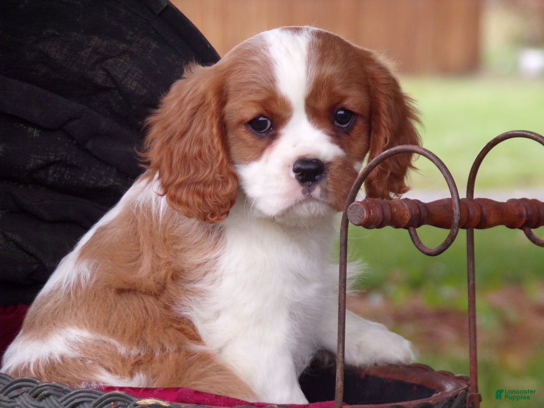 Cavalier King Charles Spaniel dogs for sale: Hudson - Ad 1