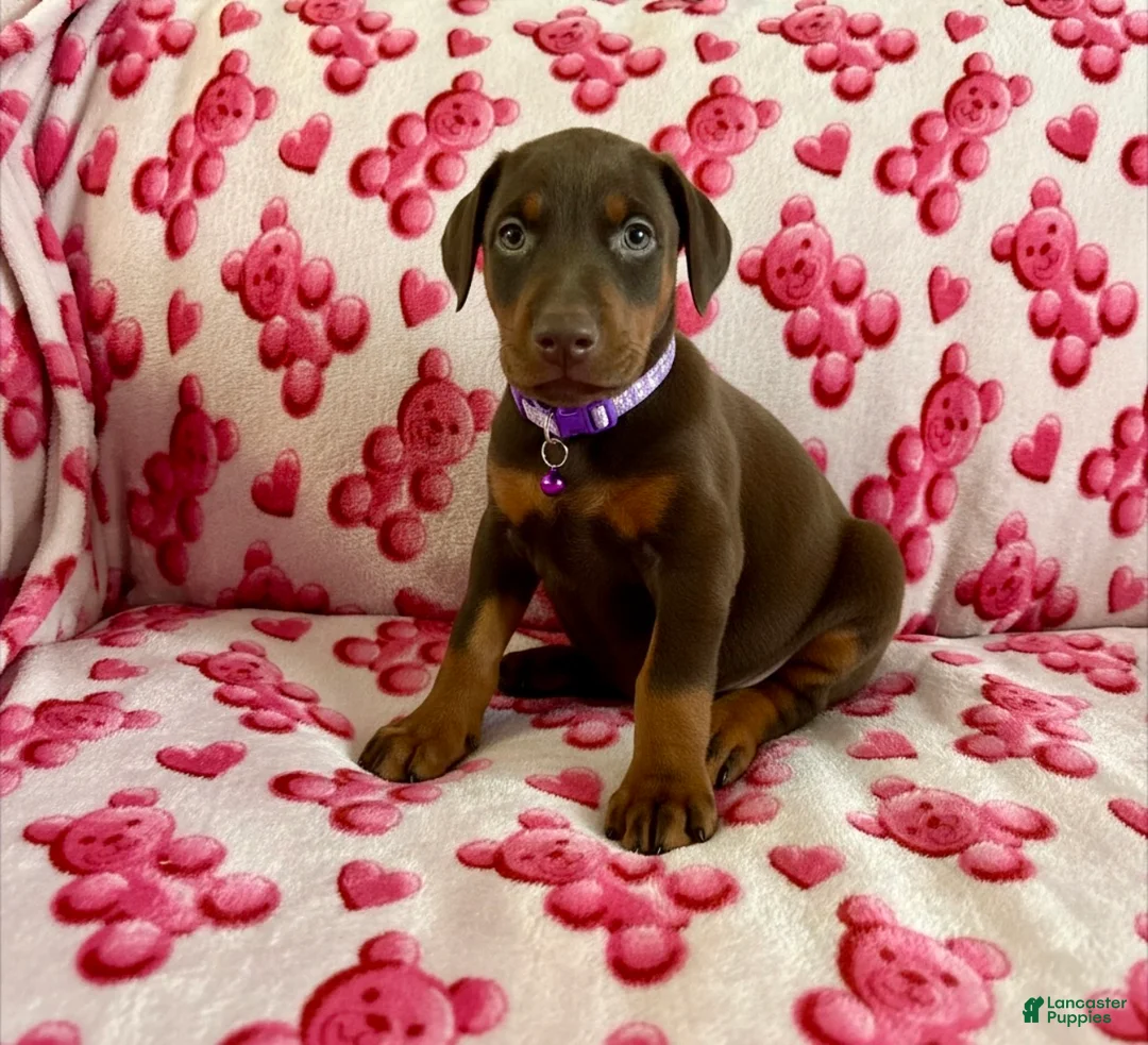 Doberman Pinscher dogs for sale: Opal-NOT AMISH  - Ad 3