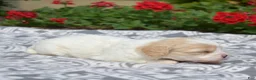 Cavachon dogs for sale: Ember - Ad 2