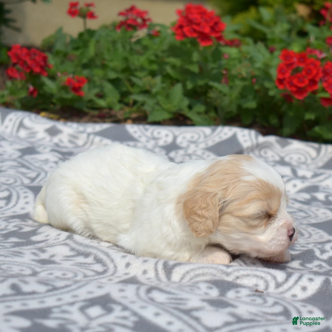 Cavachon dogs for sale: Ember - Ad 2