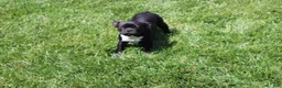 French Bulldog dogs for sale: Amy - Ad 5