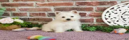 West Highland Terrier dogs for sale: Bonnie - Ad 4