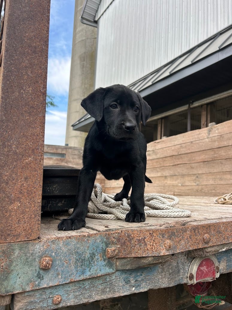 Mixed Breed dogs Roxy - Ad 1