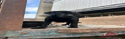 Mixed Breed dogs for sale: Roxy - Ad 1