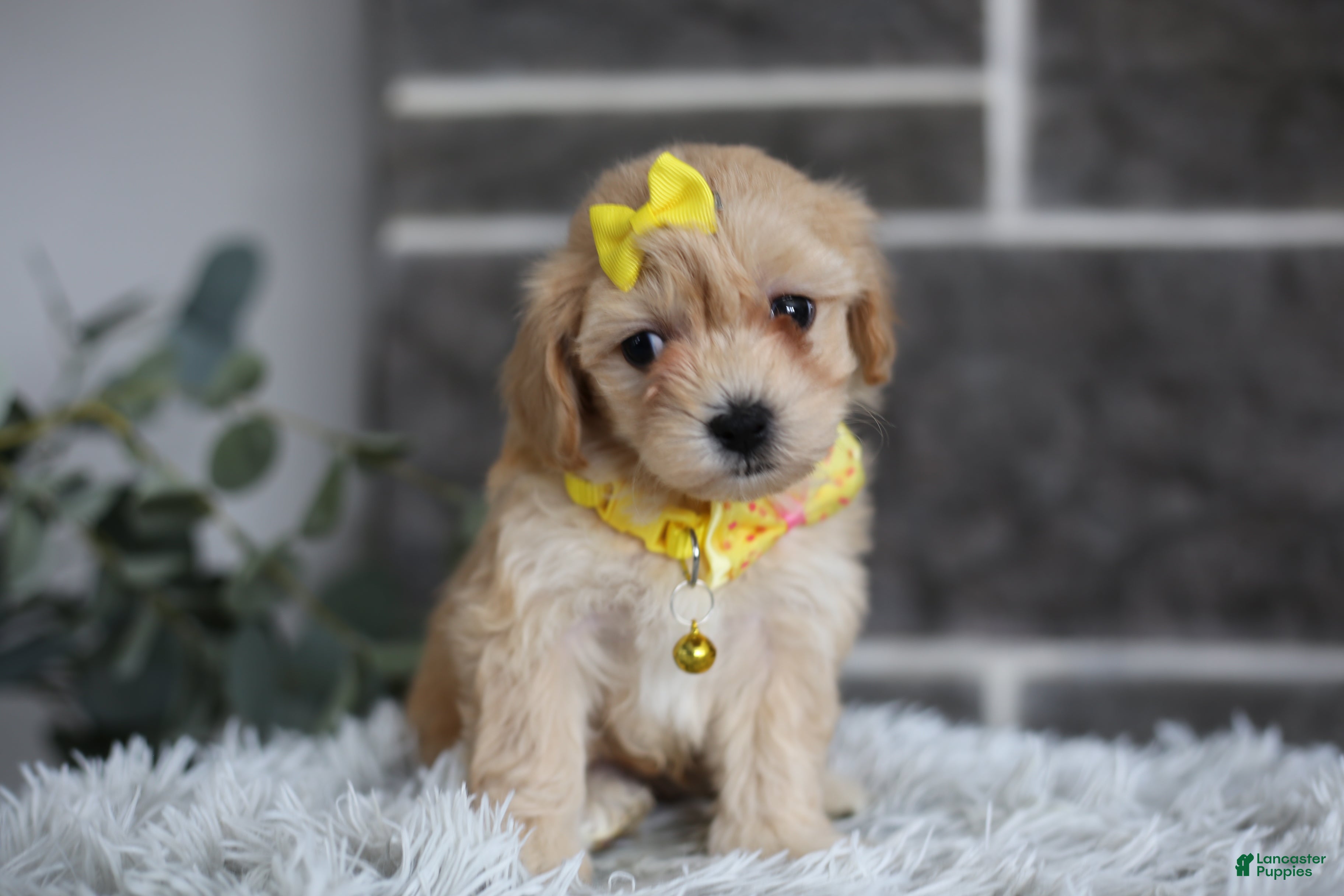 Maltipoo dogs Goldie  - Ad 13