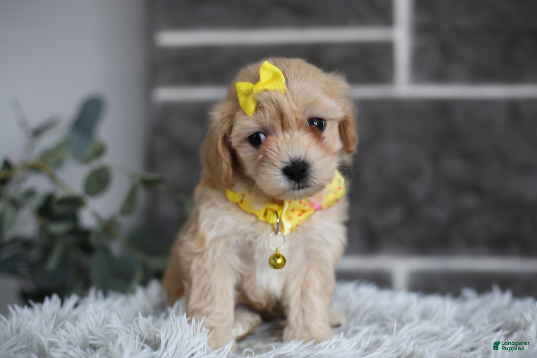 Maltipoo dogs for sale: Goldie  - Ad 1
