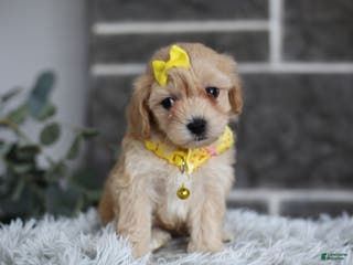 Maltipoo dogs Goldie - Ad 31