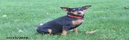 Mixed Breed dogs for sale: Chloe - Ad 4