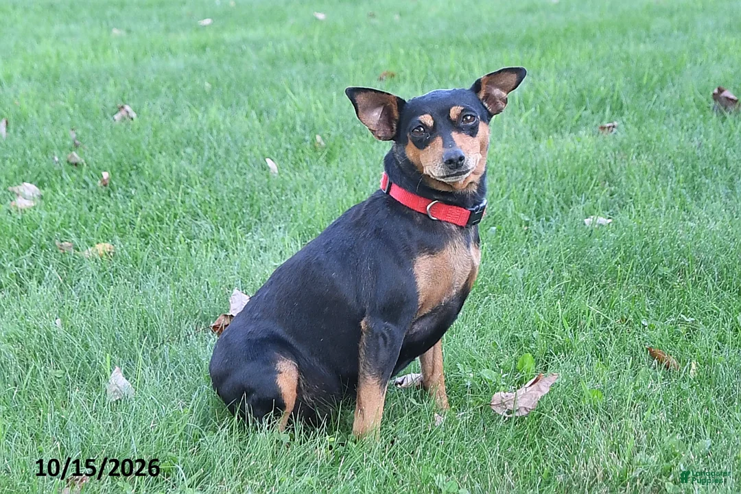 Mixed Breed dogs for sale: Chloe - Ad 4