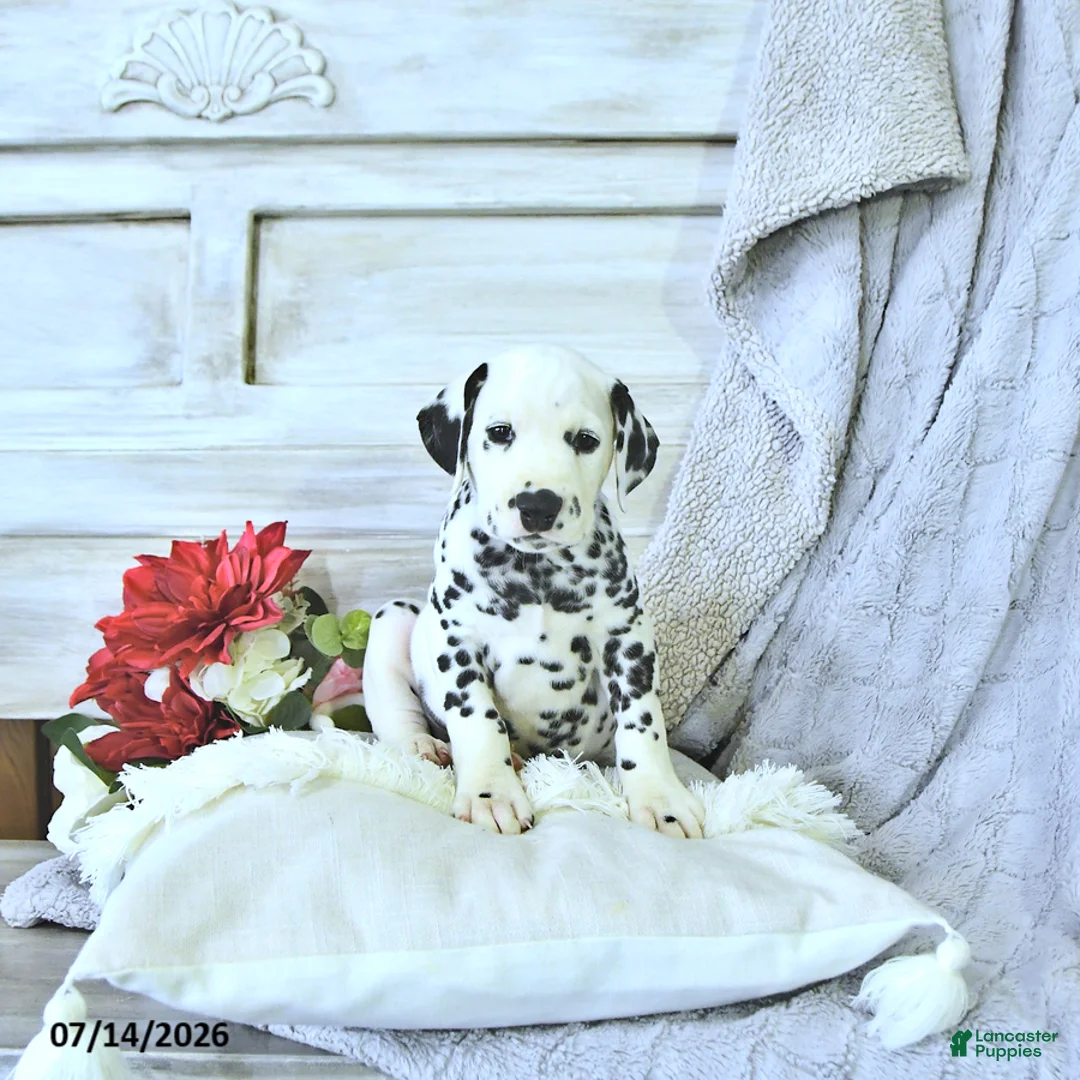 Dalmatian dogs for sale: Moose - Ad 1