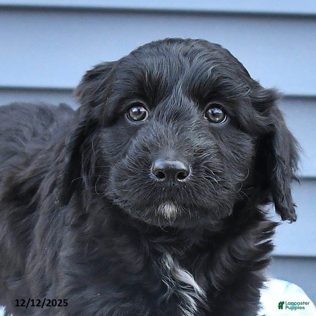 Mixed Breed dogs for sale: Abbot - Ad 4