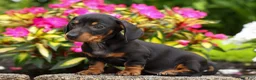 Miniature Dachshund dogs for sale: Houston🐾 - Ad 5