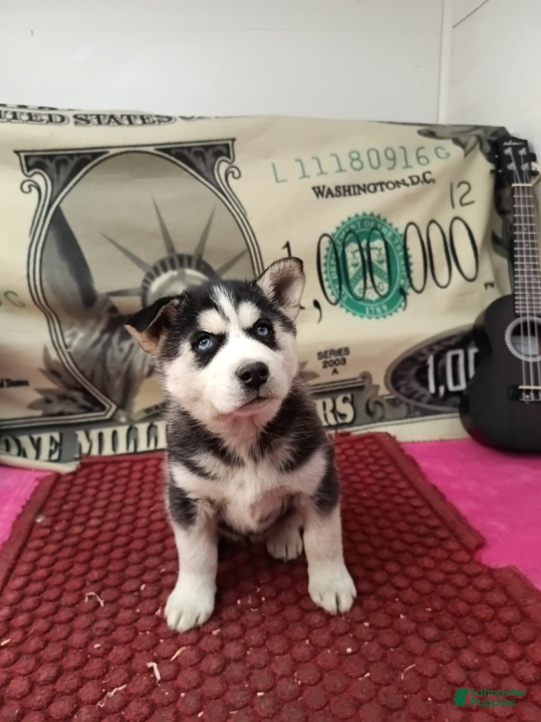 Siberian Husky dogs for sale: Abby - Ad 1