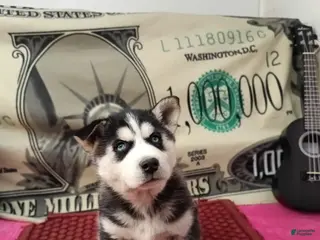 Siberian Husky dogs Abby - Ad 36