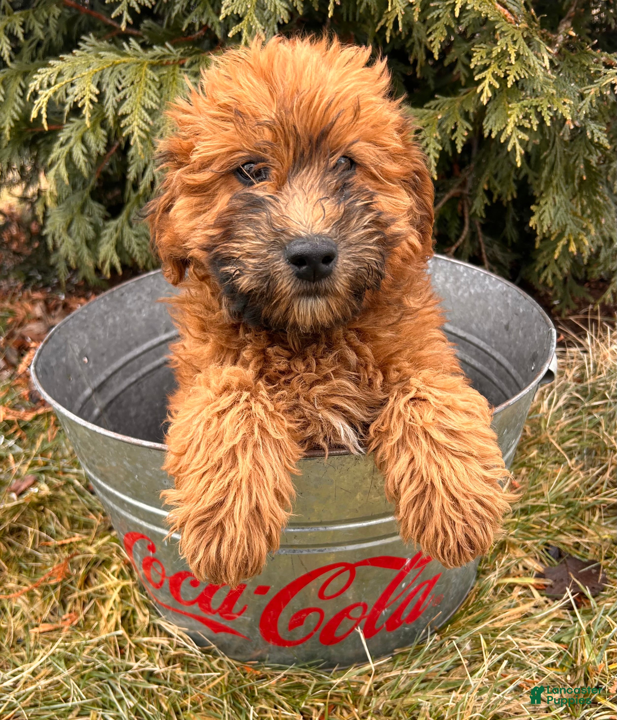 Whoodle dogs Westin - Ad 2