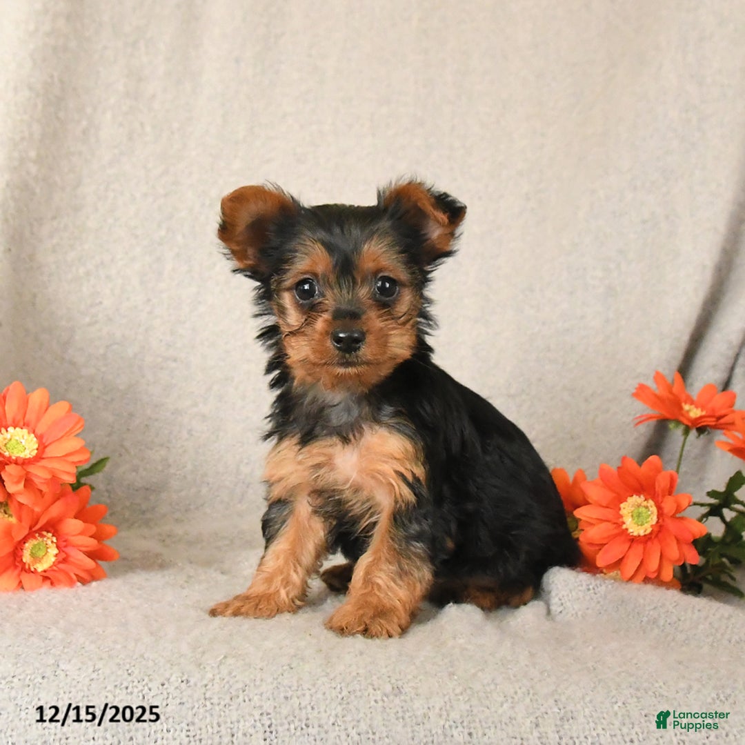 Yorkshire Terrier dogs for sale: Rosie - Ad 1