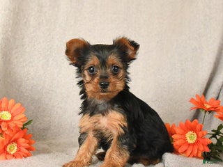 Yorkshire Terrier dogs Rosie - Ad 13
