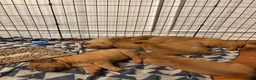 Dogue De Bordeaux dogs for sale: Dogue De Bordeaux Puppy 5 - Ad 85