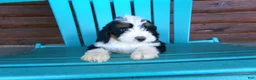 Mini Bernedoodle dogs for sale: Benji - Ad 10