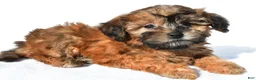 Shihpoo dogs for sale: Ronnie - Ad 1