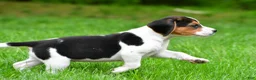 Beagle dogs for sale: Bella - Ad 9