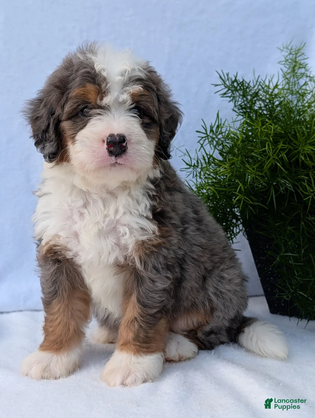 Mini Bernedoodle dogs for sale: Mini Banks  - Ad 1