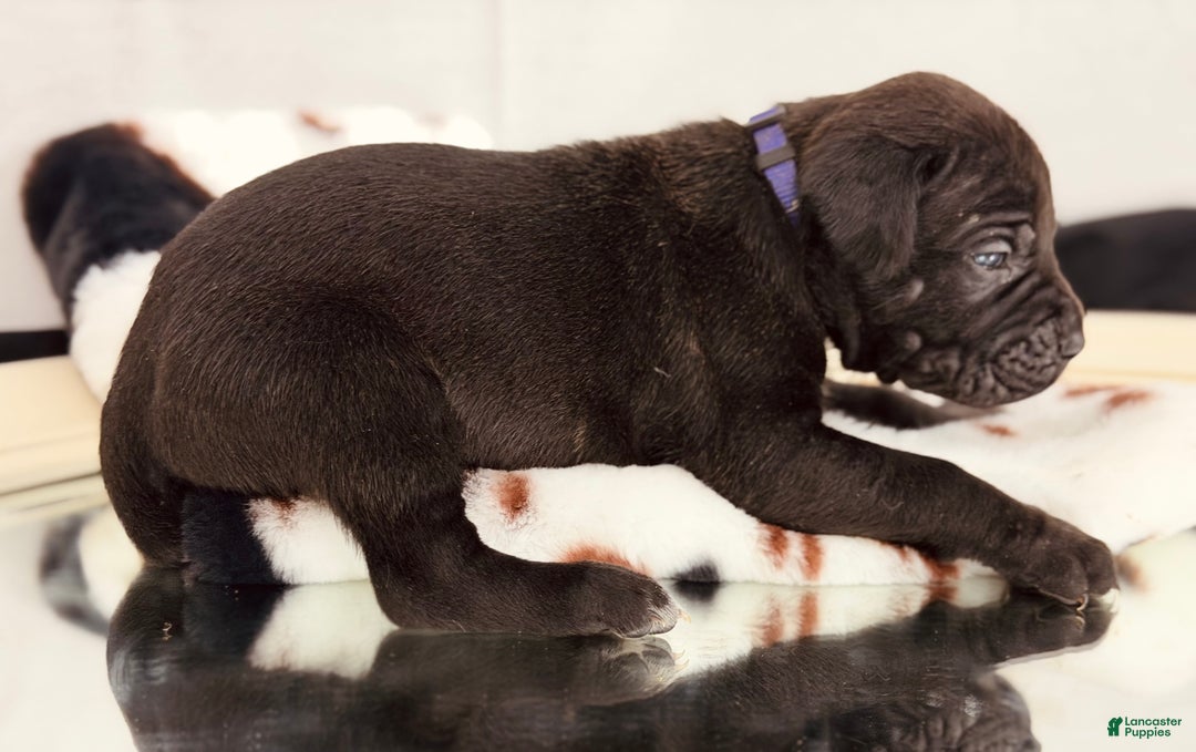 Cane Corso dogs for sale: Styx - Ad 1