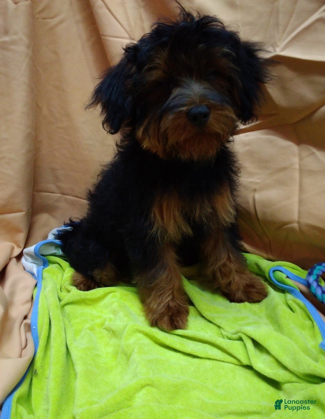 Yorkiepoo dogs for sale: Buddyboy - Ad 2