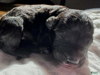 Mixed Breed dogs - Ad 16