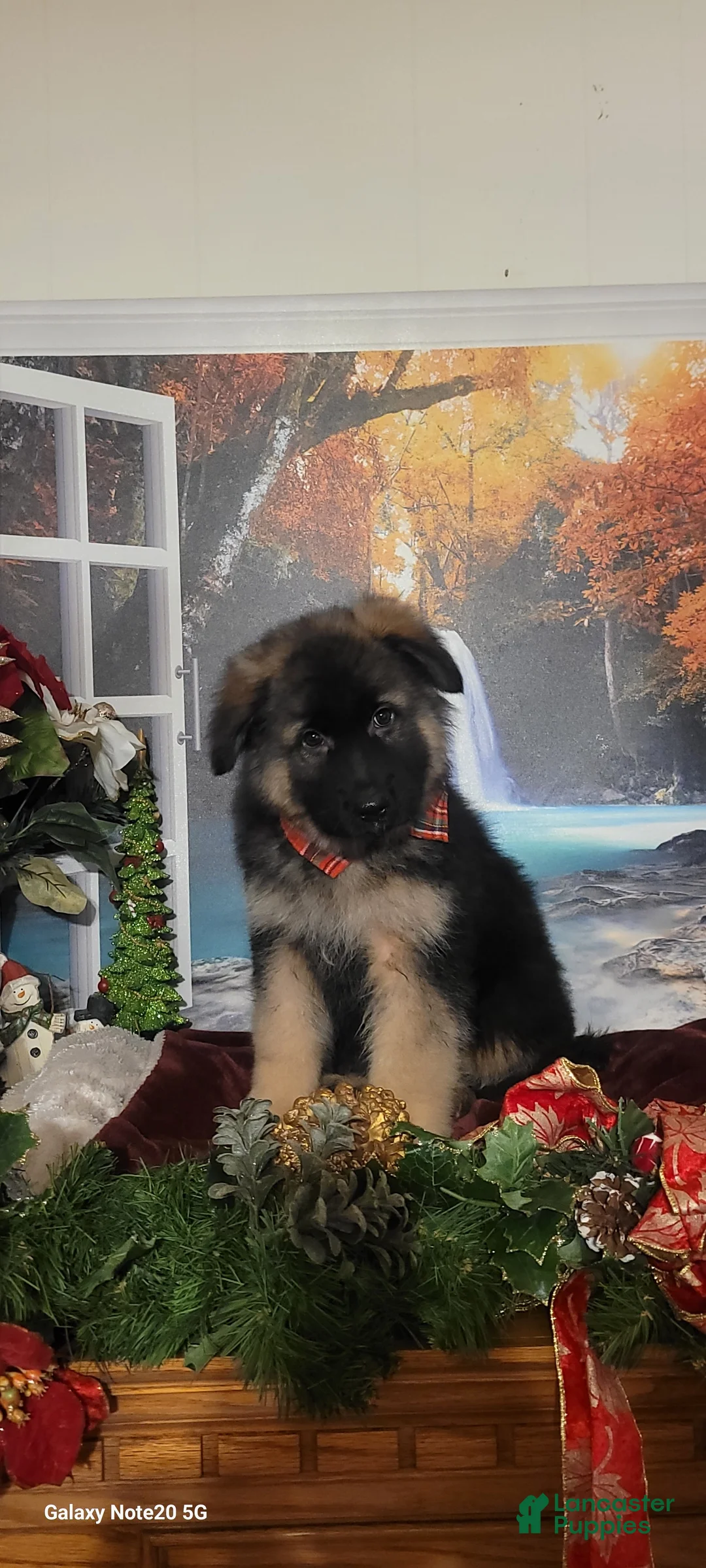 German Shepherd dogs for sale:  Nicholas  - Ad 9