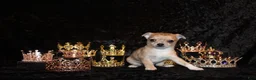 Chihuahua dogs for sale: Thaddeus - Ad 4