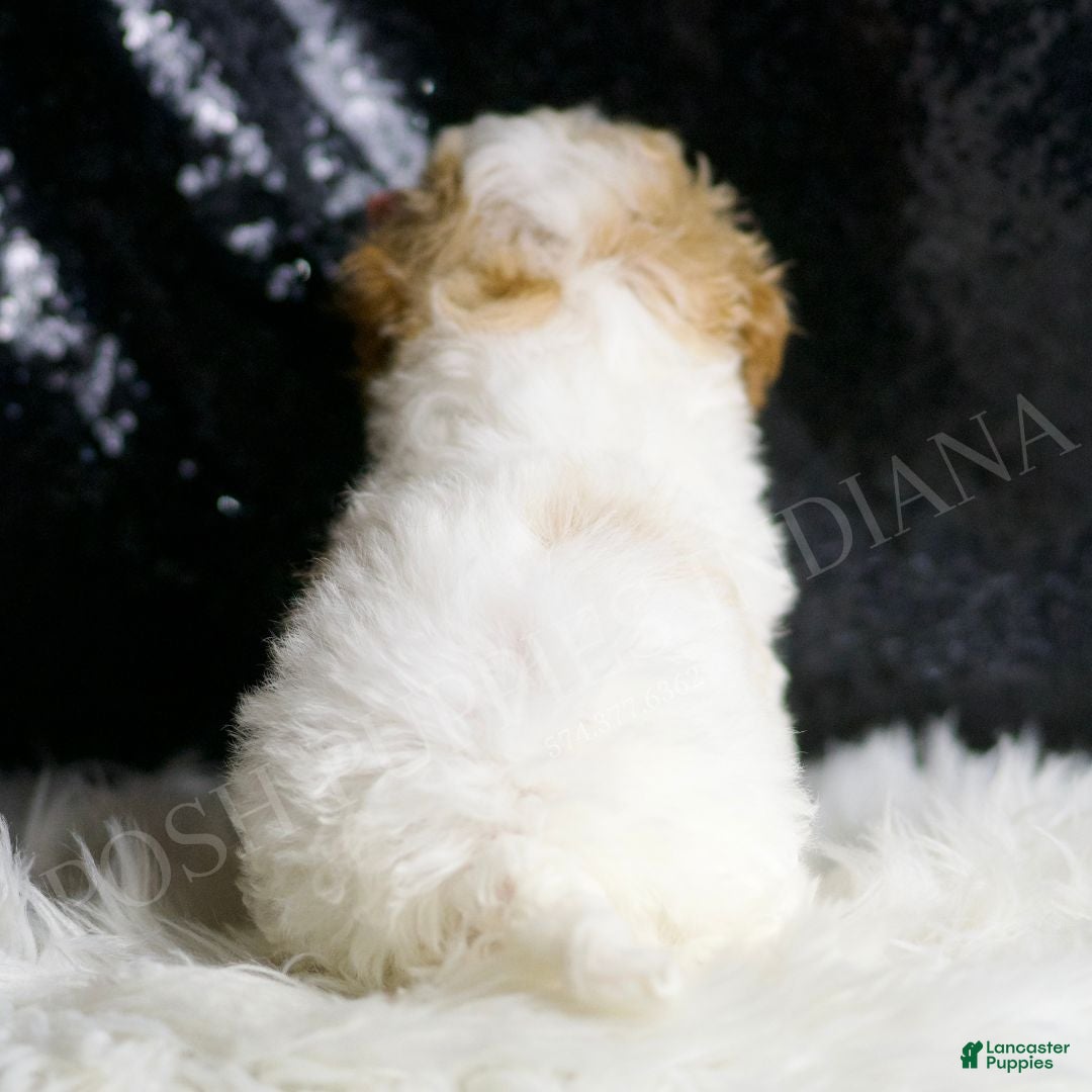 Maltipoo dogs for sale: Ellie - Ad 6