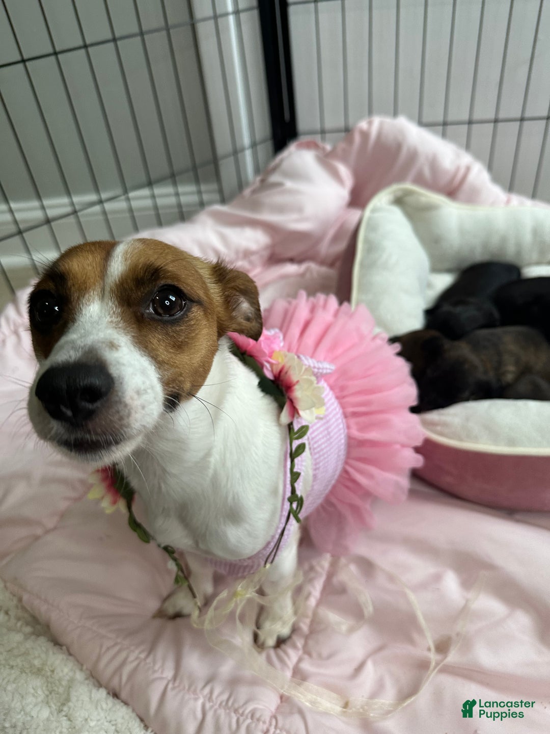 Mixed Breed dogs for sale: Fareed - Ad 2