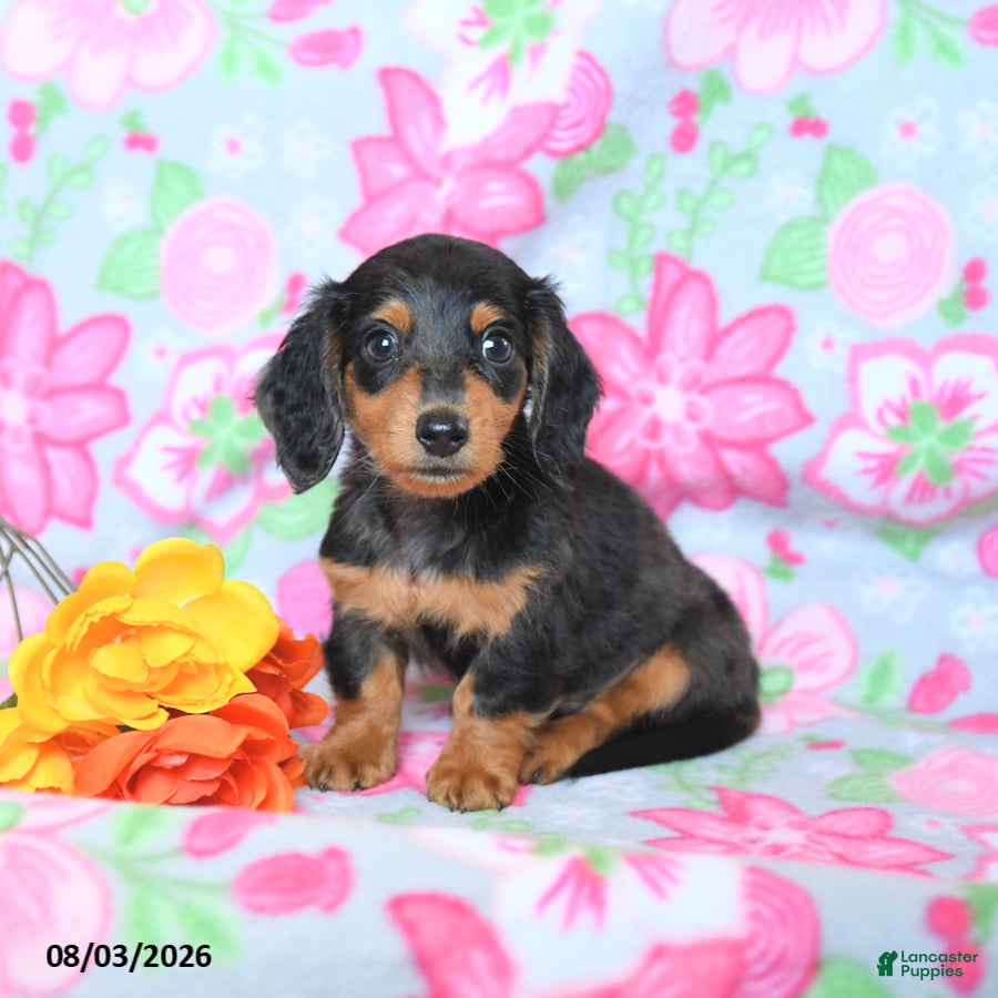 Dachshund dogs Cookie - Ad 2