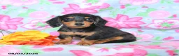 Dachshund dogs for sale: Cookie - Ad 2