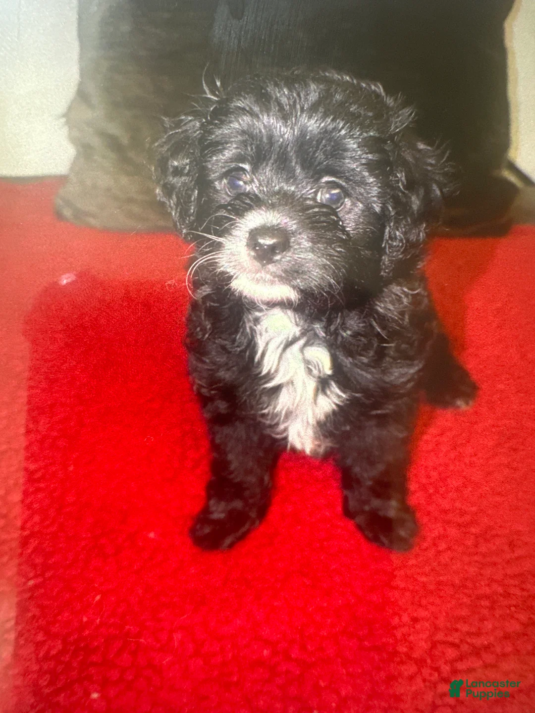 Mixed Breed dogs for sale: Mixed Breed 1 - Ad 1