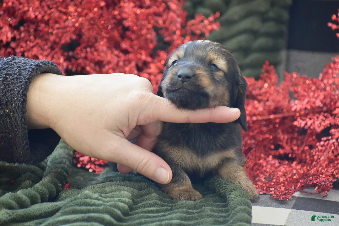 Miniature Dachshund dogs for sale: Anthony - Ad 5