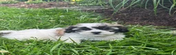 Teddy Bear dogs for sale: Joy - Ad 2