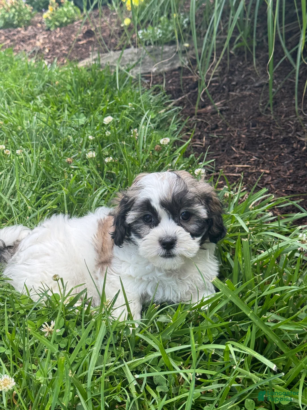 Teddy Bear dogs for sale: Joy - Ad 2