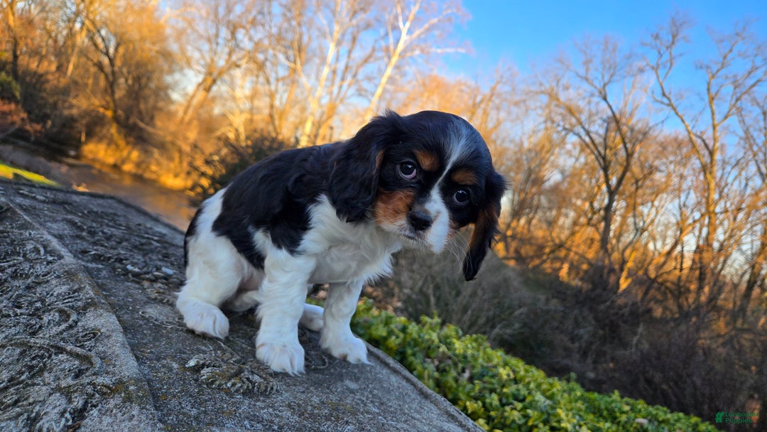 Cavalier King Charles Spaniel dogs for sale: Vivian - Ad 10