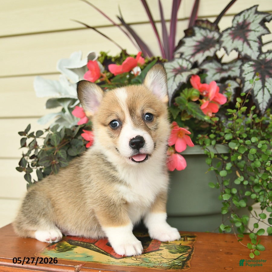 Welsh Corgi Pembroke dogs for sale: Abby  - Ad 4