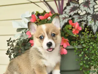 Welsh Corgi Pembroke dogs for sale: Abby - Ad 4