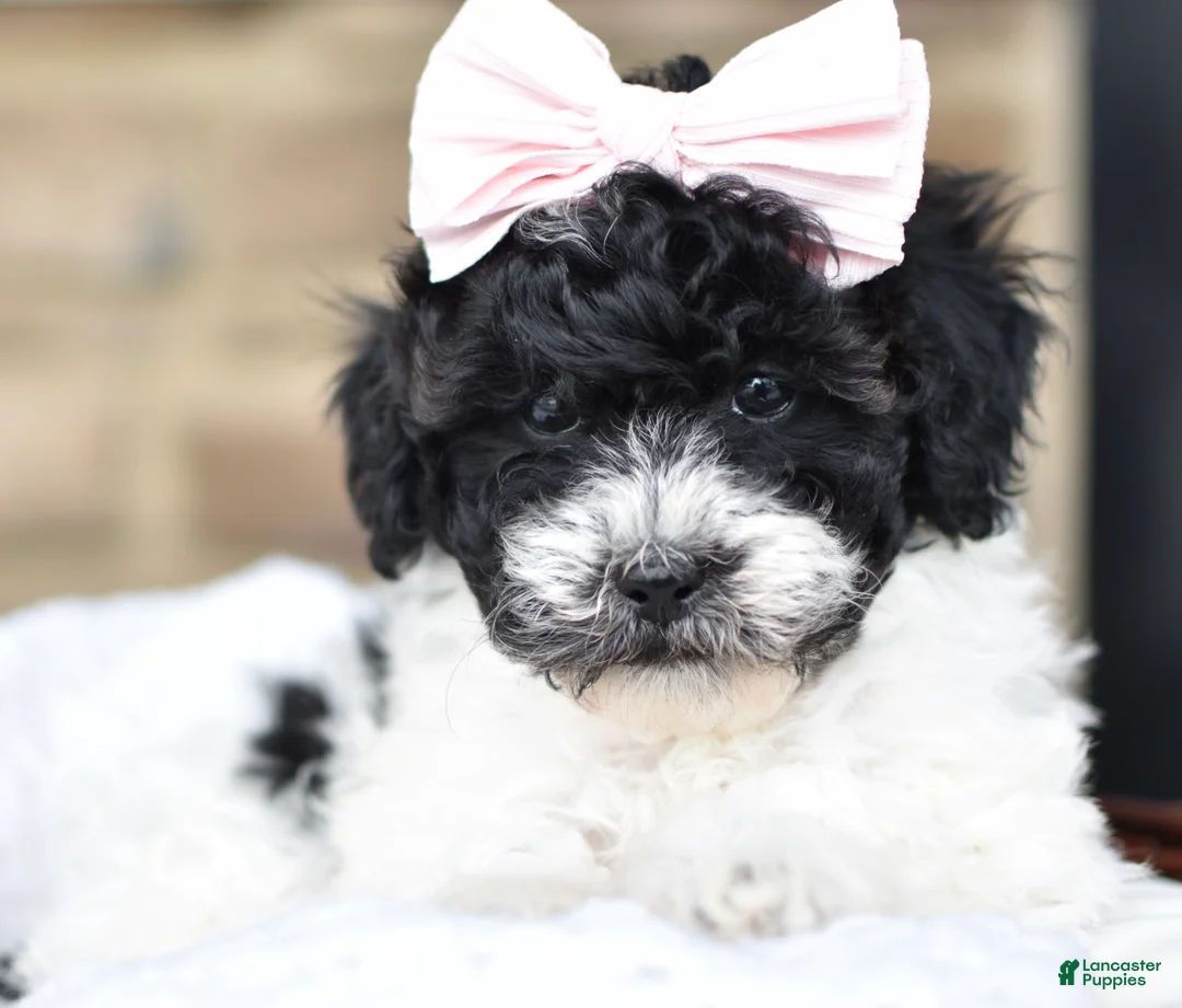 Mixed Breed dogs for sale: Sadie - Ad 1
