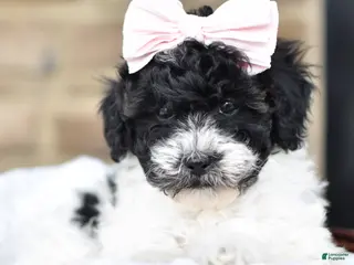 Mixed Breed dogs for sale: Sadie - Ad 4
