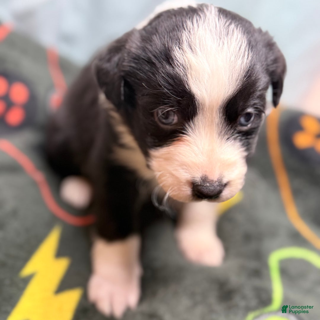 Mixed Breed dogs for sale: Nova - Ad 3