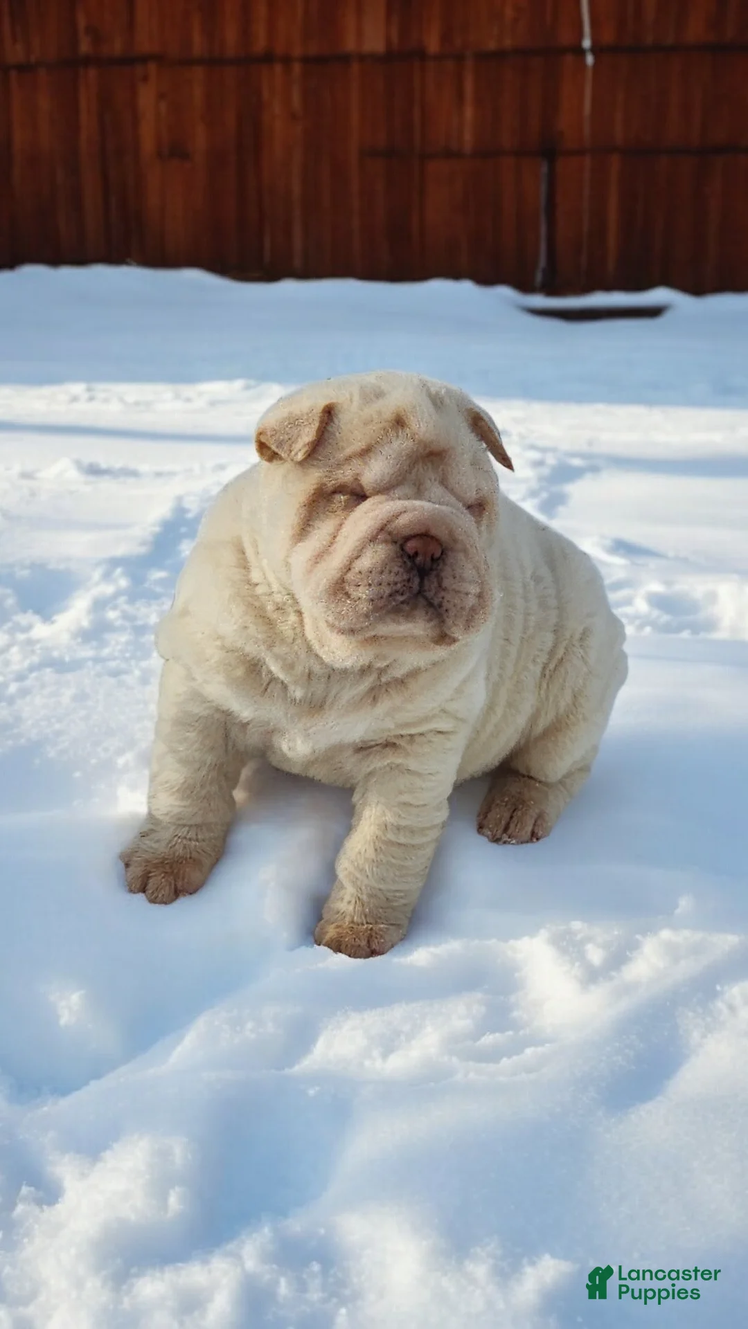 Shar Pei dogs for sale: Blizzard mini - Ad 22